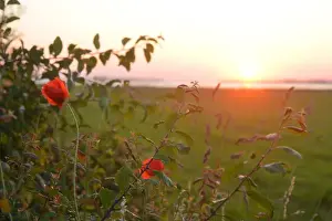 Sea Shore Prints: Poppies, evening sky and a view of the Salzhaff in Mecklenburg, Germany
