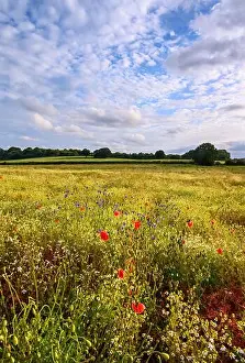Poppy Prints: Poppies in a field of wildflowers near West Wickham in Kent