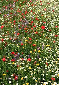 Poppy, daisy, cornflower, wild flowers, wildflower garden, border, colourful