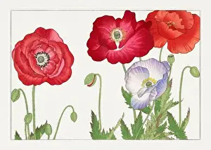 Creative Commons Prints: Poppy Flower. Asian art. Japanese flower woodblock art by Tanigami Kônan