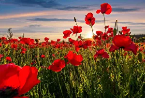 Poppy Prints: poppy flowers field in mountains. beautiful summer landscape at sunset