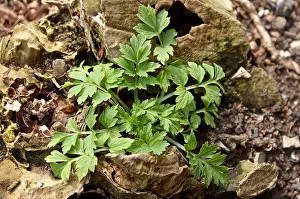 Poppy Prints: poppy seedling in remains of old tree stump
