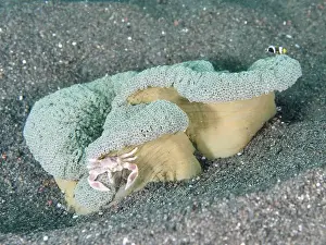 Sandy Bottom Prints: A porcelain crab, spotted porcelain crab (Neopetrolisthes maculatus)