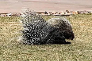 Bristle Prints: Porcupine