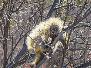 Hibernate Prints: A Porcupine Feeding in a Tree in Alaska