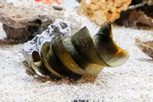 Hatched Prints: port jackson shark eggs underwater detail