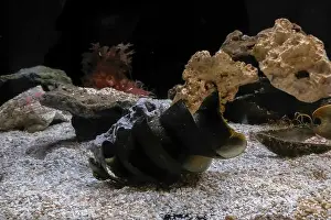 Hatched Prints: port jackson shark eggs underwater detail