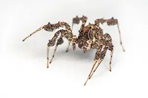 Camo Prints: Portia fimbriata, the fringed jumping spider