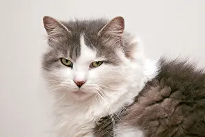 Studious Prints: Portrait of an adult female fluffy grey and white domestic cat (Felis catus) looking directly at the camera