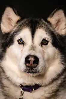 Husky Dog Prints: Portrait of an Alaskan Malamute dog on dark background