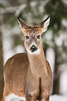 White Tailed Deer Prints: Portrait of an alert white-tailed deer