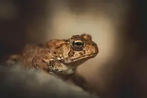 Toad Prints: Portrait of an American Toad in New Hampshire