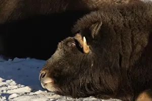 Hoof Prints: portrait of an angry musk ox with big horns