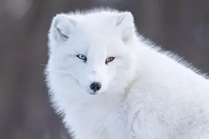 Wildlife Animals Prints: Portrait of Artic fox with Heterochromia in winter