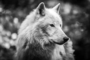 Artic Prints: Portrait of an Artic Wolf 2024