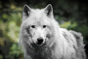 Artic Prints: Portrait of an Artic Wolf 2024