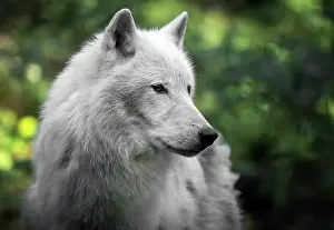 Artic Prints: Portrait of an Artic Wolf 2024