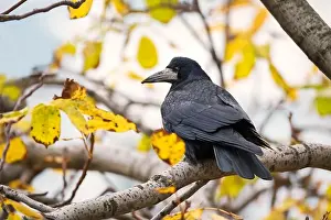 Raven Prints: Portrait of beautiful black rook bird sitting on tree branch with bright leaves in autumn day