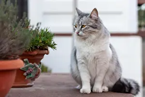Long Haired Prints: Portrait of a beautiful long-haired cat, white and gray, with yellow eyes