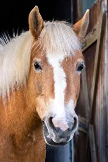 Muzzle Prints: Portrait of a beautiful tan colored horse with a beige mane and a white stripe on the muzzle