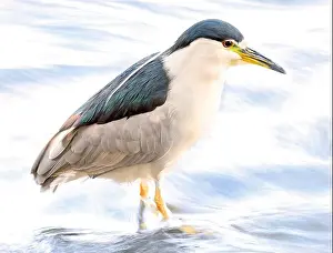 Black Crowned Night Heron Prints: Portrait of a Black-crowned night heron sitting on the river