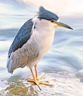 Black Crowned Night Heron Prints: Portrait of a Black-crowned night heron sitting on the river border