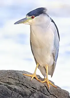 Black Crowned Night Heron Prints: Portrait of a Black-crowned night heron sitting on the rock