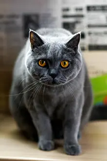 Whiskers Prints: Portrait of a blue British cat at home