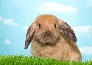 Bunny Prints: Portrait of a brown lop eared palomino bunny rabbit in green grass looking directly at viewer