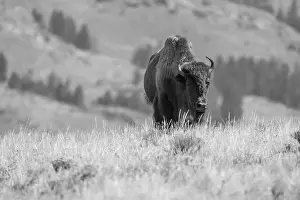 Yellowstone Prints: Portrait of a Buffalo in Yellowstone National Park in Black and White