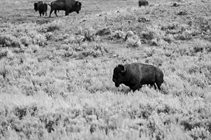 Yellowstone Prints: Portrait of a Buffalo in Yellowstone National Park in Black and White