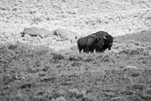 Yellowstone Prints: Portrait of a Buffalo in Yellowstone National Park in Black and White
