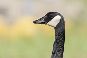 Head Shots Prints: Portrait of a Canada goose (Branta canadensis). Bas Rhin, Alsace, France, Europe