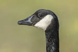 Portrait of a Canada goose (Branta canadensis). Bas Rhin, Alsace, France, Europe