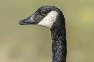 Looking At The Camera Prints: Portrait of a Canada goose (Branta canadensis). Bas Rhin, Alsace, France, Europe