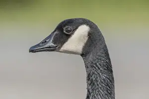 Head Shots Prints: Portrait of a Canada goose (Branta canadensis). Bas Rhin, Alsace, France, Europe