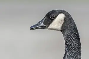 Head Portrait Prints: Portrait of a Canada goose (Branta canadensis). Bas Rhin, Alsace, France, Europe