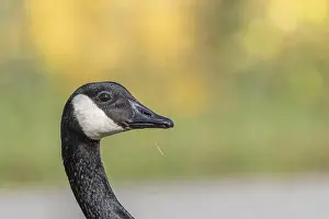 Head Shots Prints: Portrait of a Canada goose (Branta canadensis). Bas Rhin, Alsace, France, Europe