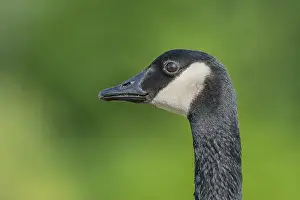 Looking At The Camera Prints: Portrait of a Canada goose (Branta canadensis). Bas Rhin, Alsace, France, Europe