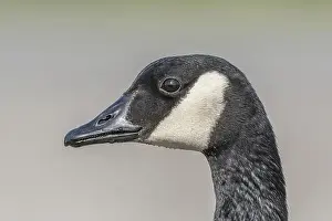 Looking At The Camera Prints: Portrait of a Canada goose (Branta canadensis). Bas Rhin, Alsace, France, Europe