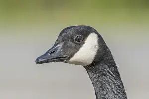Looking At The Camera Prints: Portrait of a Canada goose (Branta canadensis). Bas Rhin, Alsace, France, Europe