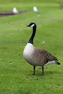 Wildfowl Prints: Portrait of a canada goose (branta canadensis) standing on the lawn