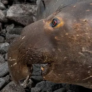 Pinniped Prints: Portrait and close-up on the side of the face of an Elephant Seal male at Point Reyes National Seashore