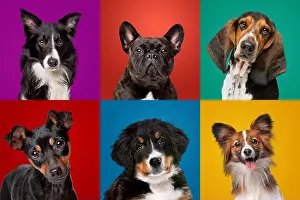 Blue Background Prints: Portrait collection of different dog breeds