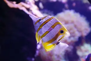 Tropical Fish Prints: Portrait of a copperband butterflyfish also known as the beaked coral fish (Chelmon rostratus)