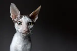 Animal Body Part Prints: Portrait of a Cornish Rex cat on a dark background