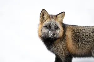 Vulpes Vulpes Prints: Portrait of a cross fox, a melanistic color variant of a red fox