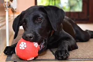 Animal Portrait Prints: Portrait of a cute black Labrador puppy playing with a red ball