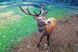 Stag Prints: Portrait of a deer on the meadow