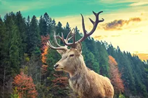 Stag Prints: Portrait of a deer in a mountain forest during sunset